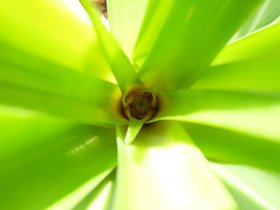 02-pineapple-growing.jpg