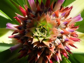 03-pineapple-blossom-top.jpg