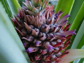 04-pineapple-blossom-side.jpg