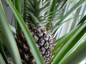 05-pineapple-closeup.jpg