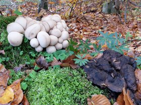 DSCF4149_crop_pilz-waldmeister-pilz.jpg