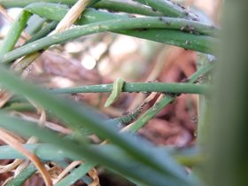 hoverfly-larva-on-onion-leaf-overview-aphids.jpg