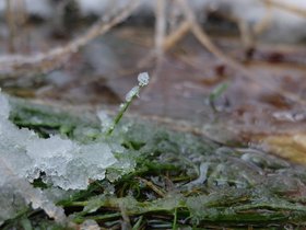 sleet-macro-3.jpg