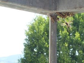 Feldwespen-heisser-Sommertag_crop.jpg