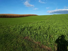 corn-field-october.jpg